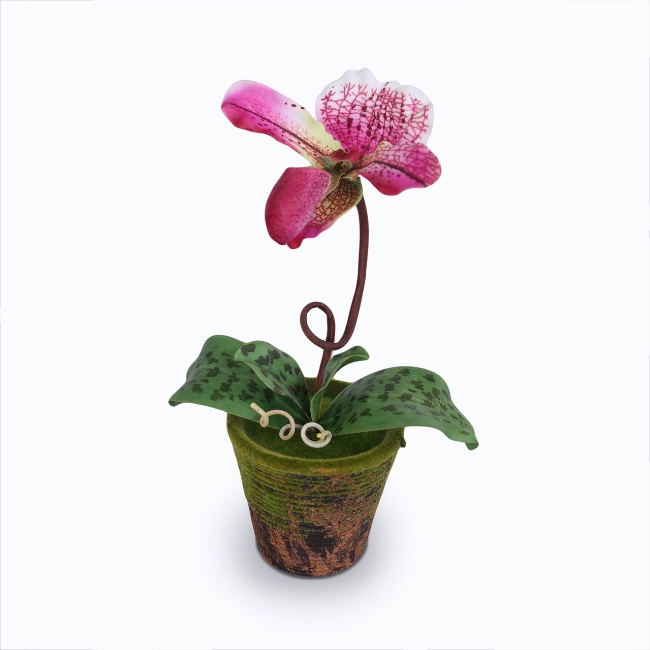 กล้วยไม้รองเท้านารี (Paphiopedilum)